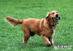 被无谷粮抛下的“谷类”