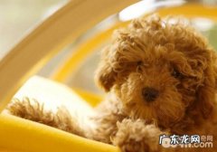 让小狗得到充裕的蛋白