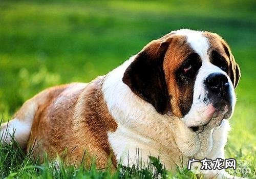 怎样保养好狗狗的牙齿