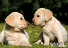 狗都用同使用量的预苗没什么问题吗