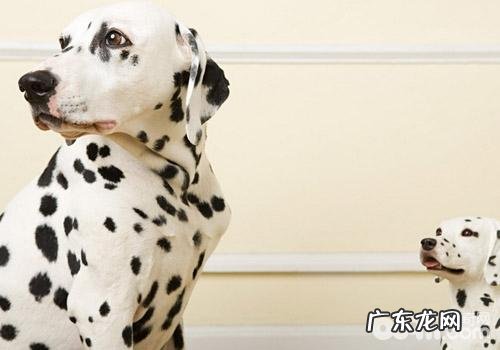 什么叫天然狗粮