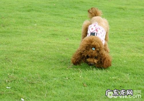 WDJ强烈推荐犬粮究竟是什么