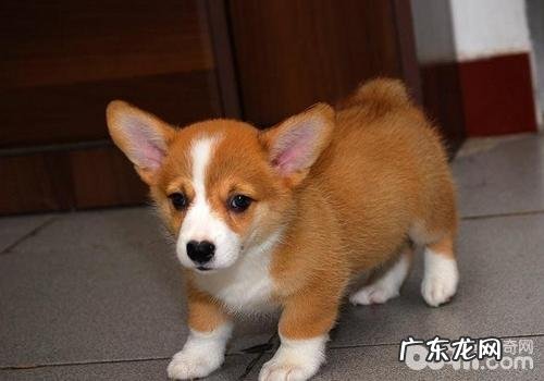 根据耳朵里面分辨小狗的情绪