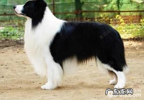 怎么知道小狗是不是欠缺蛋白