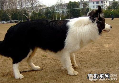 为小狗梳毛用哪些的木梳适合