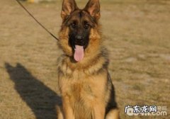 狗吃什么看起来快