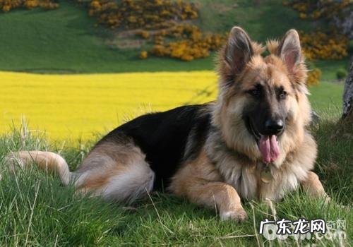 大型狗合适吃什么狗粮