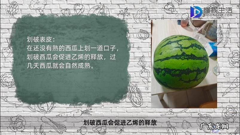 西瓜有点生放几天能熟吗? 摘下来的西瓜怎么催熟