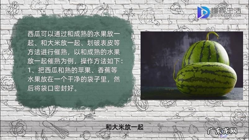 西瓜有点生放几天能熟吗? 摘下来的西瓜怎么催熟