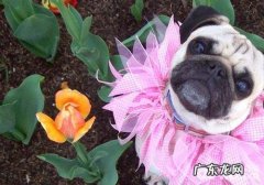 巴哥犬能長多少