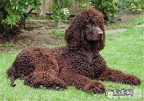 西班牙水猎犬的种类介绍