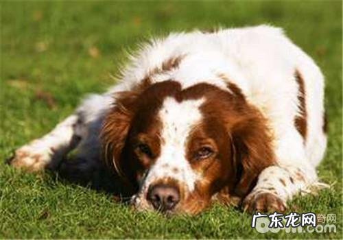 不列塔尼牧羊犬的种类介绍