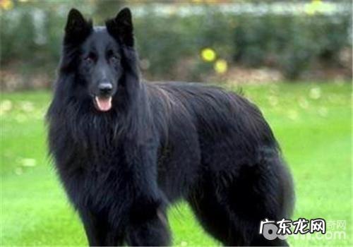 丹麦德牧犬的种类介绍