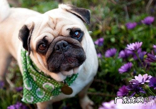 巴哥犬掉毛多吗