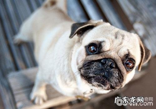 巴哥犬价格多少钱