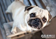 巴哥犬的使用寿命有多久