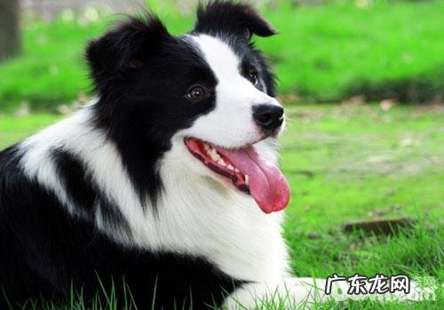边境牧羊犬爱叫吗