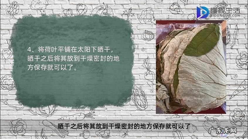 新鲜荷叶怎么制作干荷叶