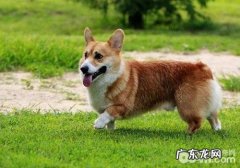 巴拿马柯基犬智商高吗