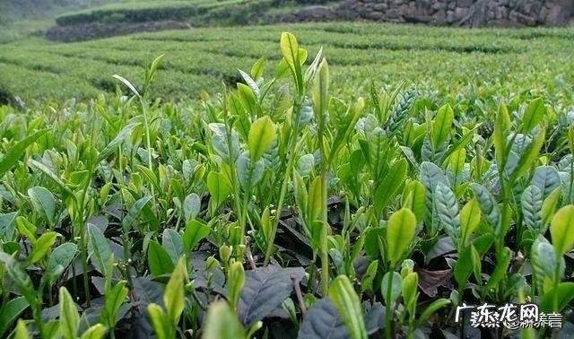 9块9的茶叶到底能不能买？