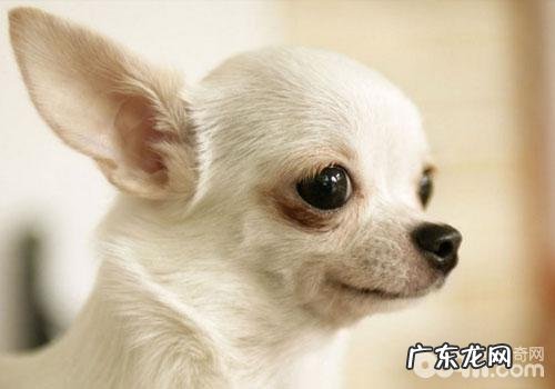 吉娃娃怎么会反胃