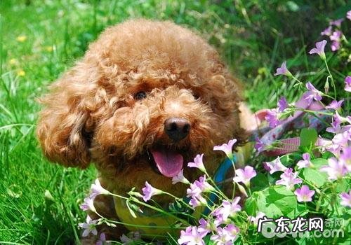 小狗保养之你了解怎样给小狗刷牙漱口吗