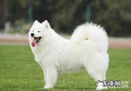 让萨摩耶避开皮肤疾病的困惑