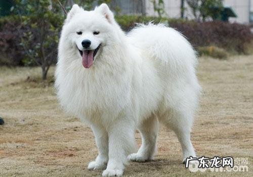 萨摩耶喜爱咬人物品该怎么办