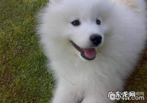 怎么让萨摩耶避开消化不好