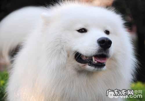 勤给萨摩梳毛益处多