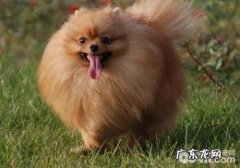 博美喜爱咬人该怎么办