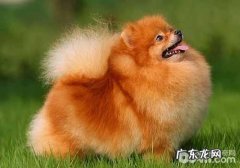 博美不喜欢梳毛该怎么办