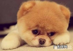 轻轻松松给博美刷牙漱口的好多个小窍门