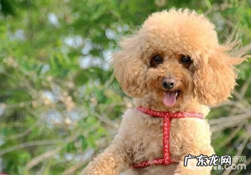 如何给小狗换犬粮