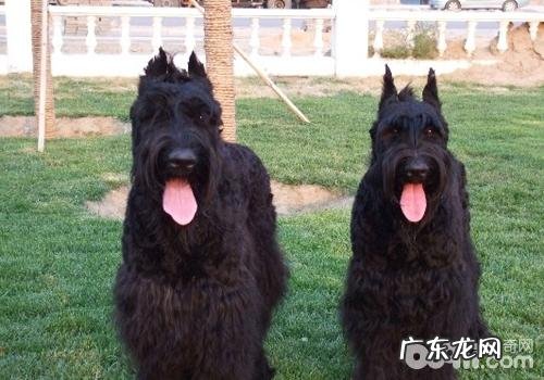 犬立耳手术治疗的流程
