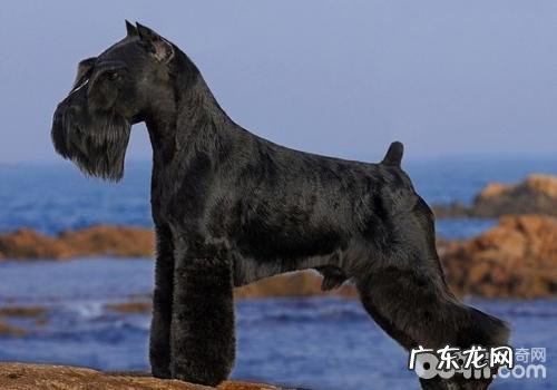 为小狗做立耳手术治疗的最佳时间