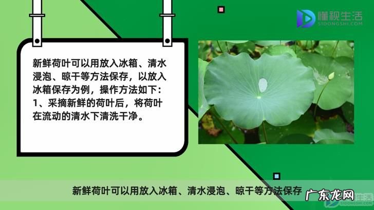 新鲜荷叶怎么吃最好? 新鲜荷叶怎么保存