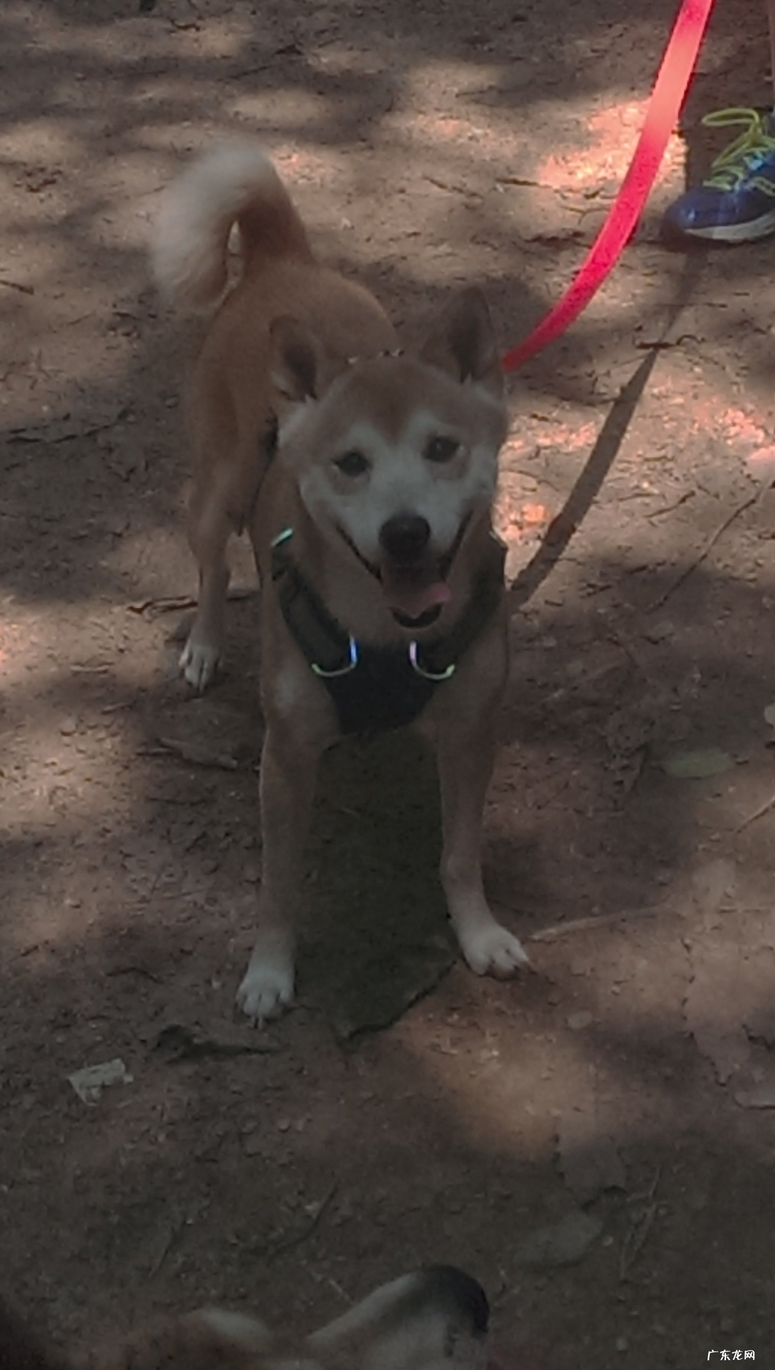 大家觉得拔罐减肥怎么样?