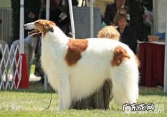 怎样对身患CHD的小狗开展保养