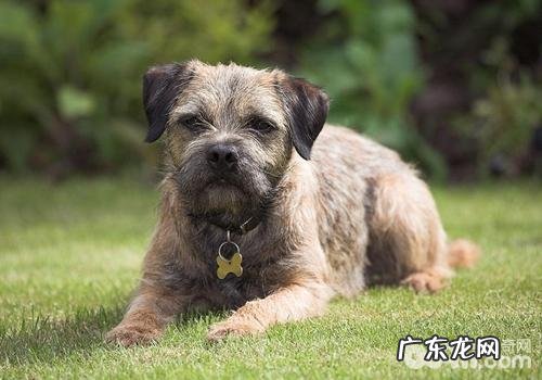 过多补钙补锌对小狗有哪些损害