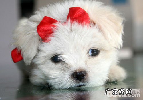 以恰当的心理状态养宠物