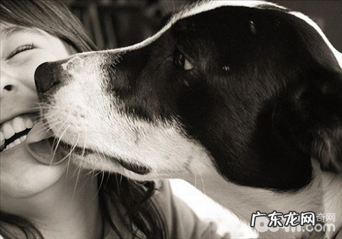 小狗喜欢舔人脸蛋儿的根本原因
