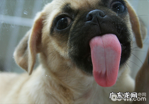 小狗喜欢舔人脸蛋儿的根本原因