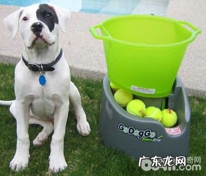 小玩具对小狗究竟有多关键