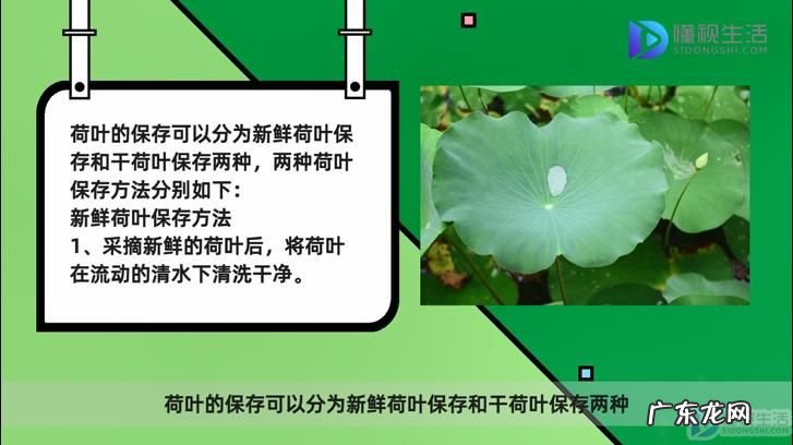 整张荷叶怎么保存？ 荷叶怎么保存
