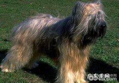 伯瑞犬有什么优势