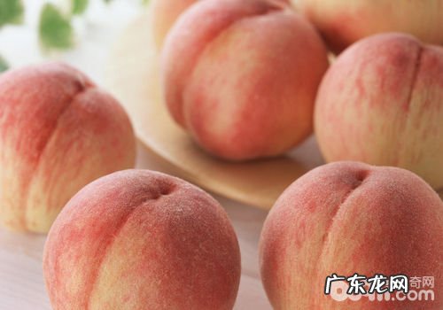 喂养小狗新鲜水果要有可选择性