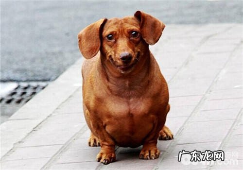 小狗健身运动的几类方法