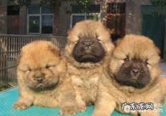 小狗一直打嗝怎么办