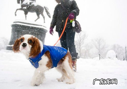 小狗新春佳节出门常见问题